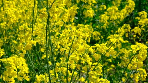 Yellow rapeseed field Stock-Footage 153838582