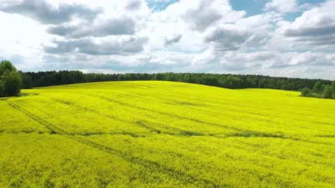 Yellow Rapeseed Field. Stock Footage 155583680