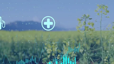 Yellow rapeseed field merging with transparent data grid, showing line graphs Stock Footage 308677793