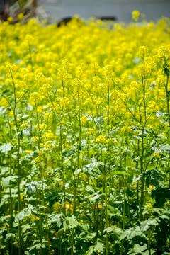 Yellow rapeseed in the field Stock Photos