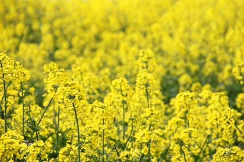 Yellow rapeseed field Stock Photos