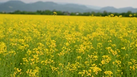 A Yellow rapeseed field in spring. Blooming flowers of oilseed rape. Stock Footage 267312466