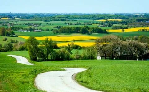 Yellow rapeseed field in the spring Stock Photos