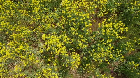 Yellow Rapeseed Field Texture While Gaining Altitude Stock Footage 130690171