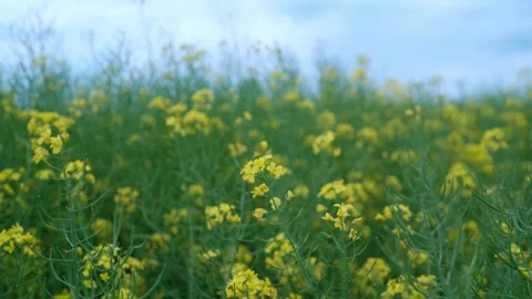 Yellow rapeseed field. Ukraine. smooth camera movement. close-up Stock Footage 242596346