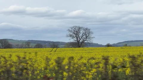Yellow rapeseed field under cloudy sky panning Stock Footage 332024732