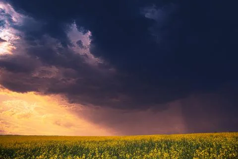 Yellow rapeseed field under dramatic stormy sunset sky Stock Photos