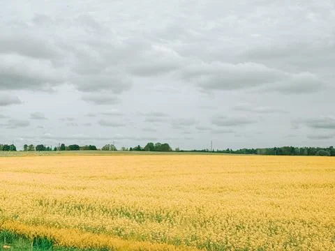 Yellow Rapeseed Field Under Dramatic Cloudy Sky in Countryside 스톡 사진