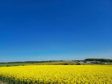 Yellow Rapeseed Fields and Open Blue Sky Stock Photos