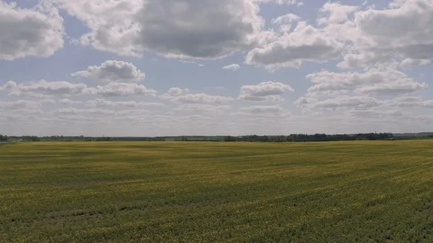 Yellow Rapeseed Fields Drone shot in Europe Latvia Stock Footage 120317323