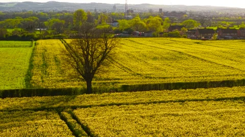 Yellow rapeseed fields stretching across countryside with solitary tree and Видео 340326410