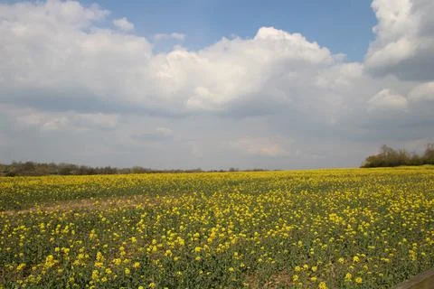 Yellow rapeseed fields under blue cloudy skies Stock Photos