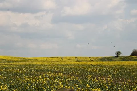 Yellow rapeseed fields under blue cloudy skies Stock Photos