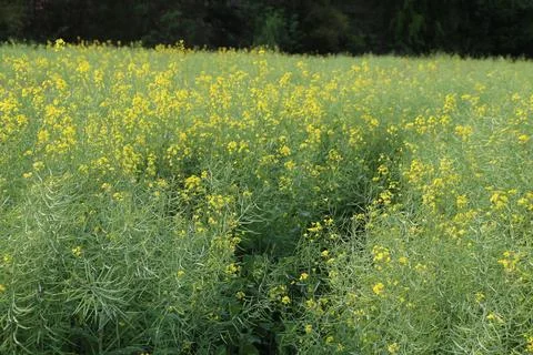 Yellow rapeseed flower filling a dense green crop field Stock Photos