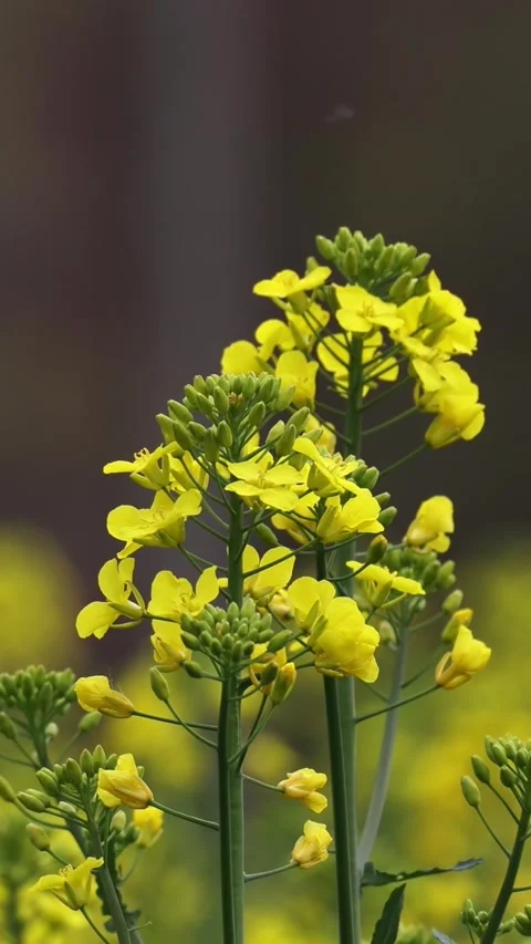 Yellow rapeseed flowers blooming in springtime field Stock Footage 345959823