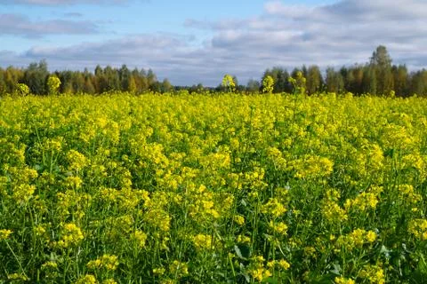 Yellow rapeseed flowers blossoming Stock Photos