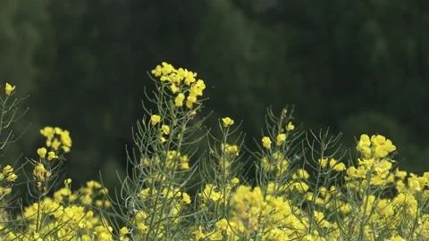 Yellow rapeseed flowers close up Stock Footage 155271116