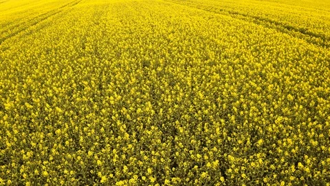 Yellow Rapeseed Flowers Dancing with the Wind 스톡 동영상 112671639