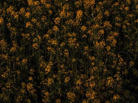 Yellow rapeseed flowers with dark green background. Bio canola. Colorful clos Stock Photos