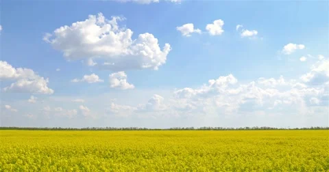 Yellow Rapeseed Flowers Field With Blue Sky Stock Footage 63810299