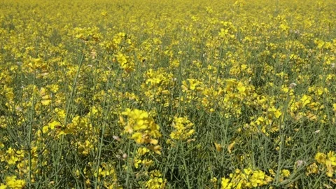 Yellow Rapeseed Flowers Field Stock Footage 238937383
