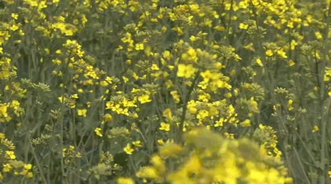 Yellow rapeseed flowers Stock-Footage 39660859