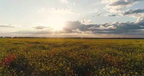 Yellow rapeseed flowers Stock Footage 134251783