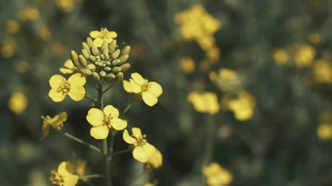 Yellow rapeseed flowers Видео 245816625