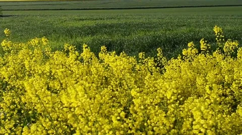 Yellow rapeseed Stock Footage 55530246