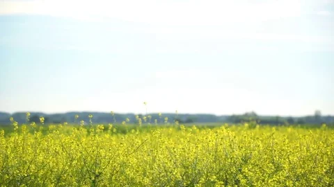 Yellow rapeseed Stock Footage 75866653