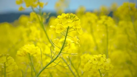 Yellow rapeseed Stock-Footage 274034041