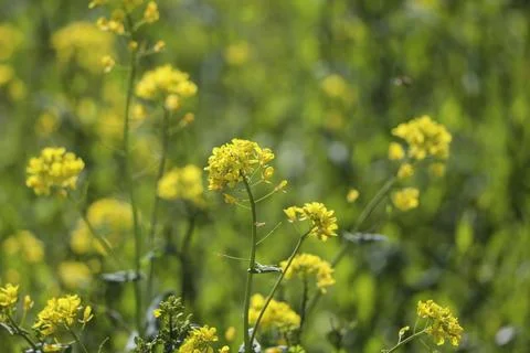 Yellow rapeseed growing during spring Stock Photos