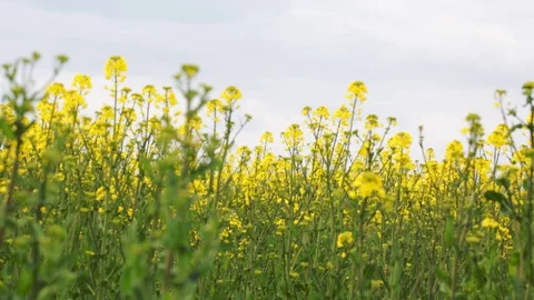 Yellow rapeseed sprouts on a large field, closeup Stock Footage 129557983