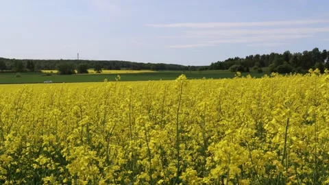 Yellow rapeseeds field. Stock Footage 250658112