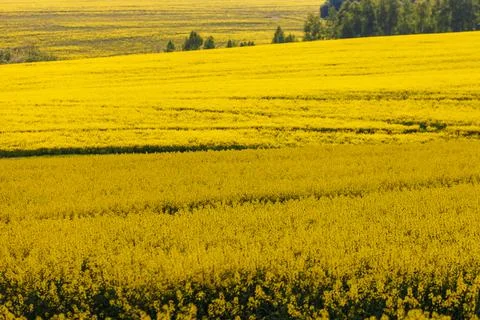 Yellow rapseed field at daylight with selective focus Stockfoto's
