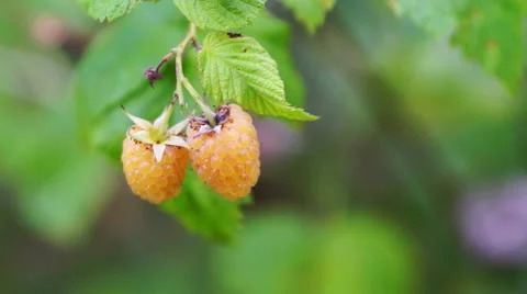 Yellow Raspberry Berries Macro Stock Footage 47249516