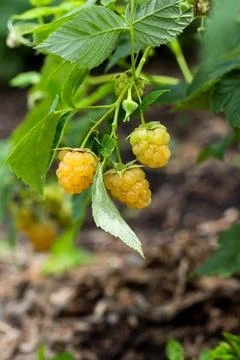 Yellow raspberry on the branch Stock Photos