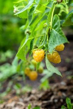 Yellow raspberry on the branch Stock Photos