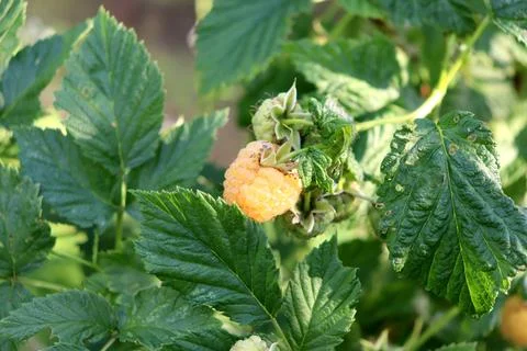 Yellow raspberry on a bush in partial shade on a sunny summer day Stock Photos