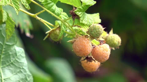 Yellow raspberry fruit Stock Footage 313820872