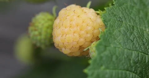 Yellow raspberry fruit growing on a bush macro shot Stock Footage 332642791