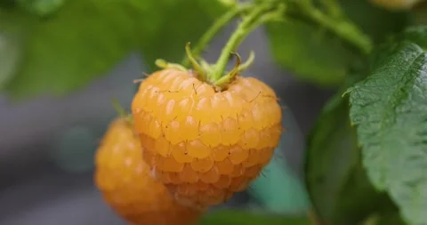 Yellow raspberry fruit ripening on a bush Stock Footage 332642784