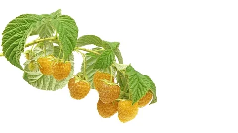 Yellow Raspberry twig with leaves isolated on white background. Stock Footage 241020166