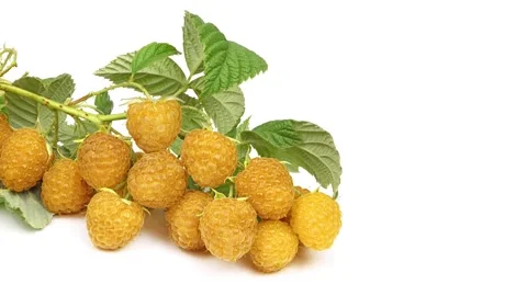 Yellow Raspberry twig with leaves isolated on white background. Stock Footage 241444240