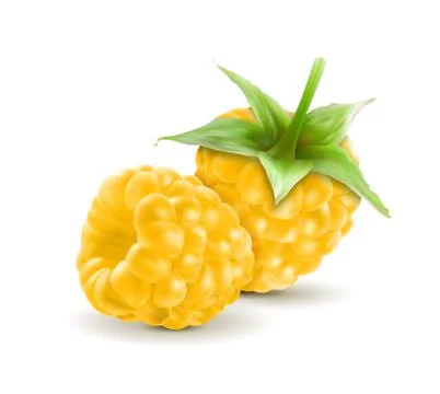 Yellow raspberry on white background. Quality realistic vector, 3d Stock Illustration
