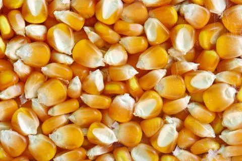 Yellow raw corn seed background Stock Photos