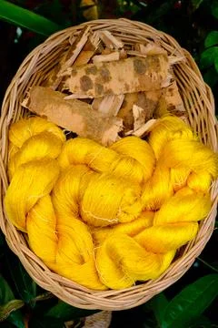 Yellow raw silk thread Stock Photos