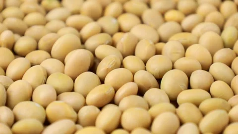 Yellow raw soy beans texture circle rotation close up Stock Footage 303915284