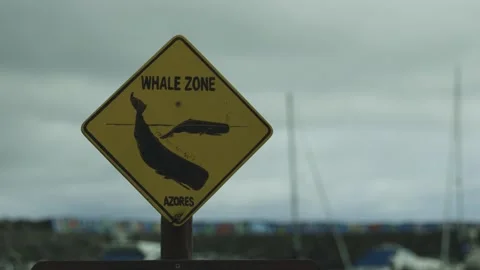 A yellow rectangular sign indicating a whale watching site. Whale zone Stock Footage 204987709