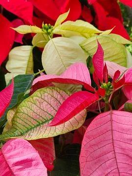 Yellow, Red and Green Poinsettia Leaves at Christmas Stock Photos